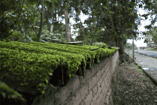 Why You Should Install Algae Resistant Shingles for Your Home