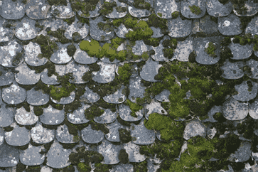 How to Avoid Algae from Stone Roof Shingles