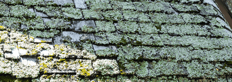 How to Prevent Algae on Your Stone Roof Shingles